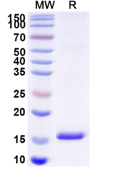 Sahara scorpion AaH I/Neurotoxin I Camelus Monoclonal Antibody