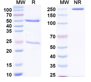 HRAS Mouse Monoclonal Antibody