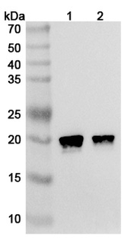 HRAS Mouse Monoclonal Antibody