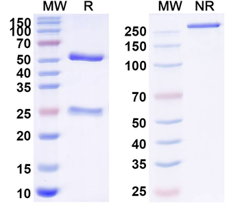 T4/Thyroxine Mouse Monoclonal Antibody