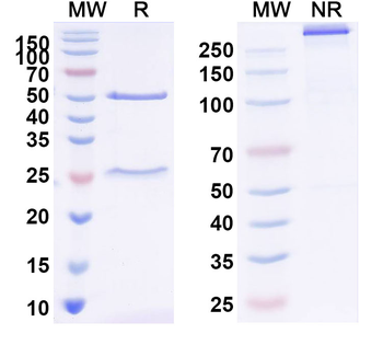 T4/Thyroxine Mouse Monoclonal Antibody