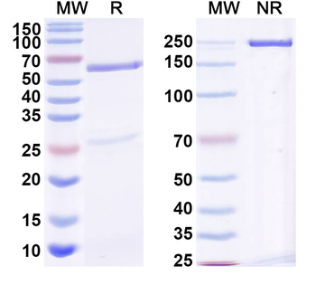 eriC1 Mouse Monoclonal Antibody