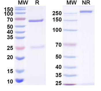 eriC1 Mouse Monoclonal Antibody