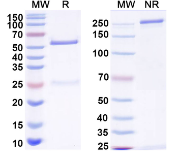 Gamma-protocadherin-C4 Mouse Monoclonal Antibody