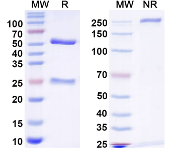 Gamma-protocadherin-C5 Mouse Monoclonal Antibody