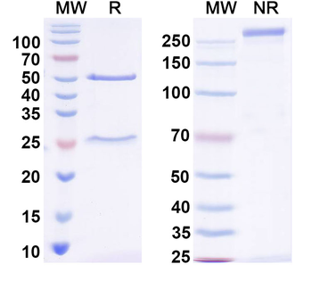 Shank1 Mouse Monoclonal Antibody