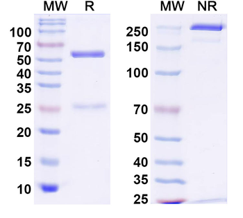 TrpC6 Mouse Monoclonal Antibody