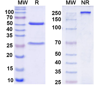 Nav1.8 Na+ channel Mouse Monoclonal Antibody