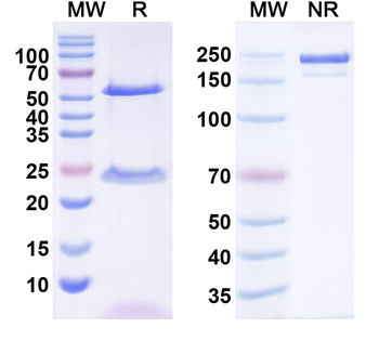 Dicer Mouse Monoclonal Antibody