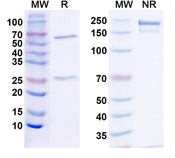 Shank2 Mouse Monoclonal Antibody