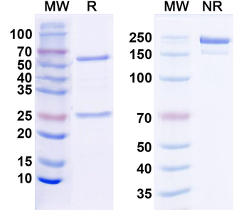 Lhx6.1 Mouse Monoclonal Antibody