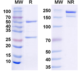 Gamma-protocadherin-C3 Mouse Monoclonal Antibody