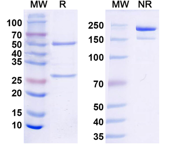 Gamma-protocadherin-C3 Mouse Monoclonal Antibody