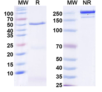 Neurexin-1 Mouse Monoclonal Antibody