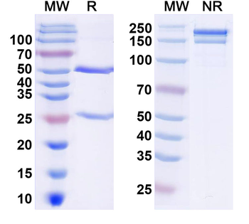 Neurexin-1 Mouse Monoclonal Antibody