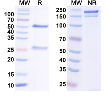 GABA(B)R1 Mouse Monoclonal Antibody