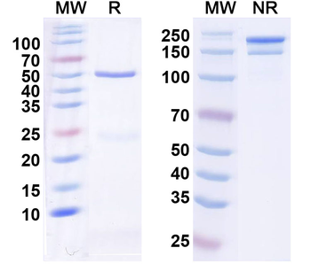 TrpC4 Mouse Monoclonal Antibody