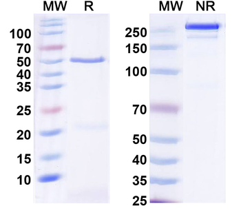 Neurexin-2 Mouse Monoclonal Antibody