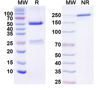 VAPA Mouse Monoclonal Antibody