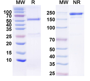 VAPA Mouse Monoclonal Antibody