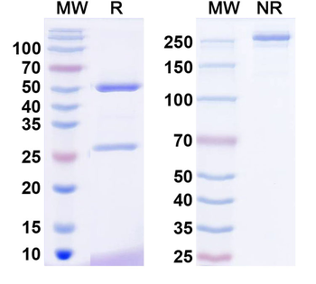 Neuroligin-3 Mouse Monoclonal Antibody