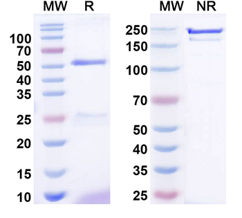 ANO10/TMEM16K Mouse Monoclonal Antibody