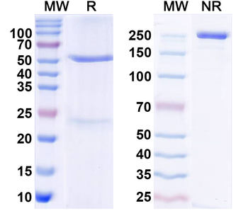 THAP1 Mouse Monoclonal Antibody