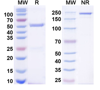 PICK1 Mouse Monoclonal Antibody