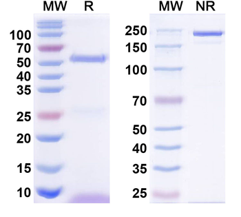 Gephyrin Mouse Monoclonal Antibody