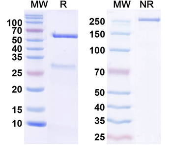 TrpC7 Mouse Monoclonal Antibody