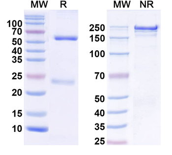 TrpC7 Mouse Monoclonal Antibody