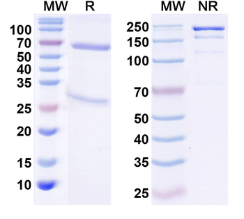 VGAT Mouse Monoclonal Antibody