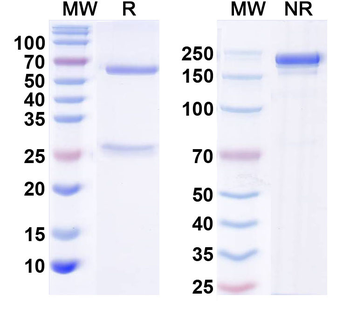 WNK1 Mouse Monoclonal Antibody