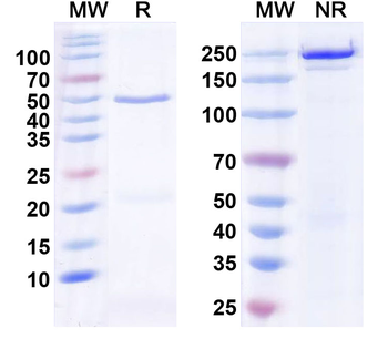 SK2 K+ channel Mouse Monoclonal Antibody