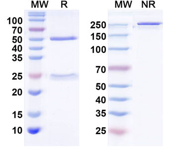 MFF Mouse Monoclonal Antibody