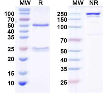 MFF Mouse Monoclonal Antibody