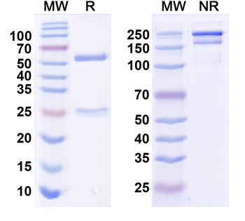 Shank3 Mouse Monoclonal Antibody