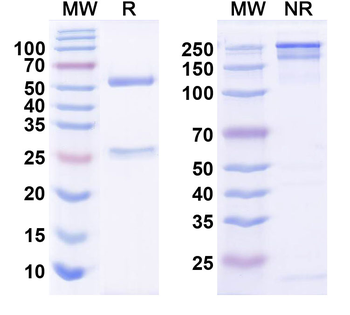 Shank3 Mouse Monoclonal Antibody