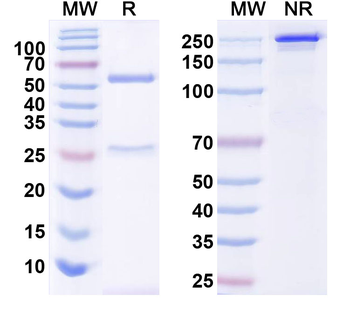 PINK1 Mouse Monoclonal Antibody