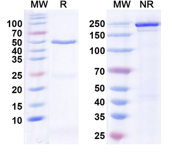 Botch Mouse Monoclonal Antibody