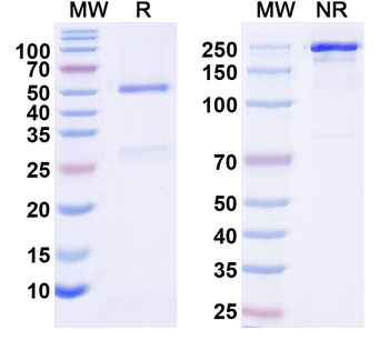Kv9.3 K+ channel Mouse Monoclonal Antibody