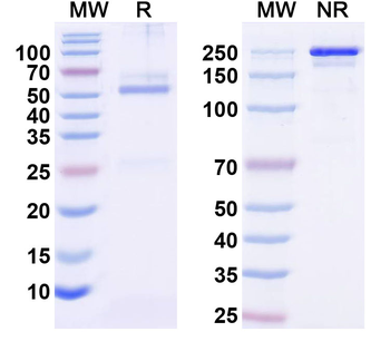 SynDIG4 Mouse Monoclonal Antibody