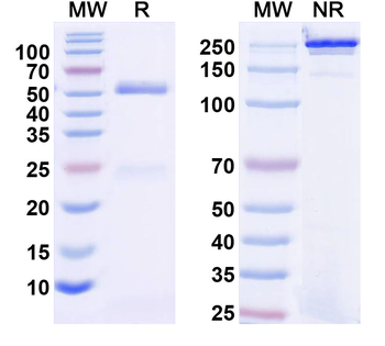 P2X purinoceptor 7 Mouse Monoclonal Antibody