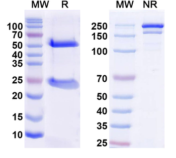 P2X purinoceptor 7 Mouse Monoclonal Antibody