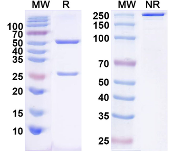 TALK1 K+ channel Mouse Monoclonal Antibody