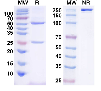 TrpM7 Mouse Monoclonal Antibody
