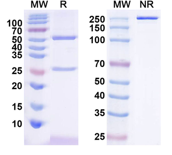 Arx Mouse Monoclonal Antibody