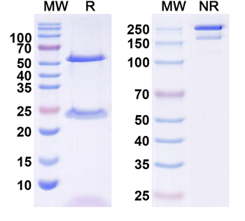 QKI-7b Mouse Monoclonal Antibody