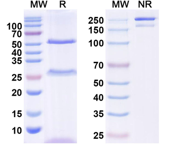 QKI-6 Mouse Monoclonal Antibody