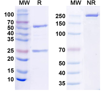 Pancortin Mouse Monoclonal Antibody